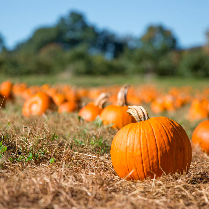 Fattoria-della-Zucca_zucche-pumpkin-patch campo di zucche