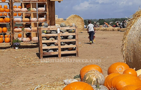 Fattoria della Zucca