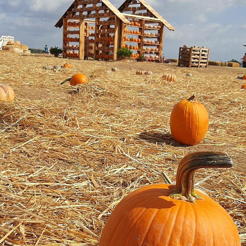 Fattoria-della-Zucca